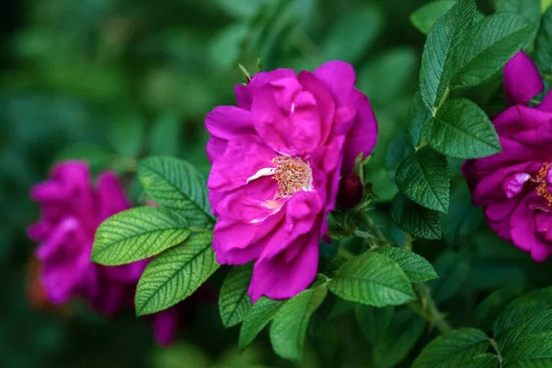 Purple Pavement Rose