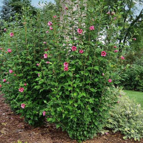 Red Pillar® Rose of Sharon