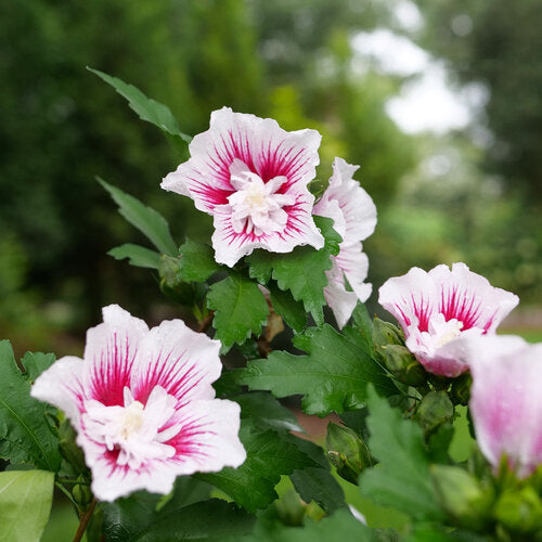 Starblast Chiffon™ Rose of Sharon