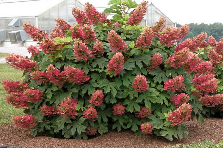 Ruby Slippers Hydrangea