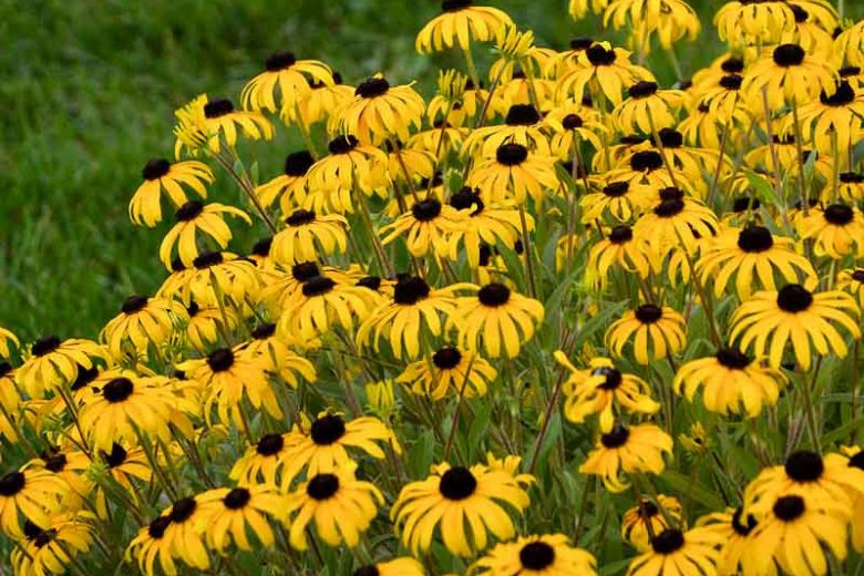 American Goldrush Black Eyed Susan