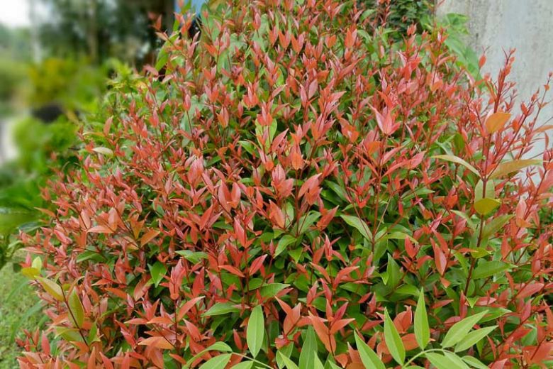 Bonfire Heavenly Bamboo (Nandina)