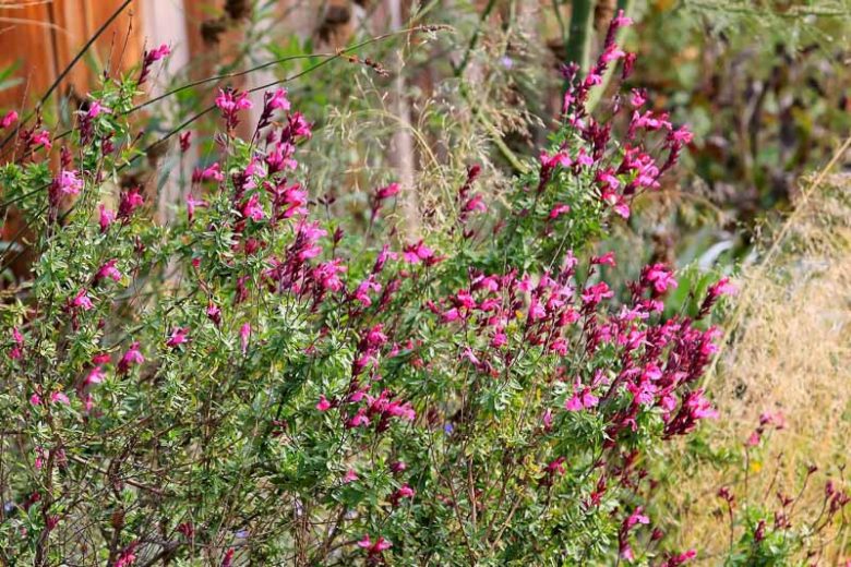 Red Autumn Sage