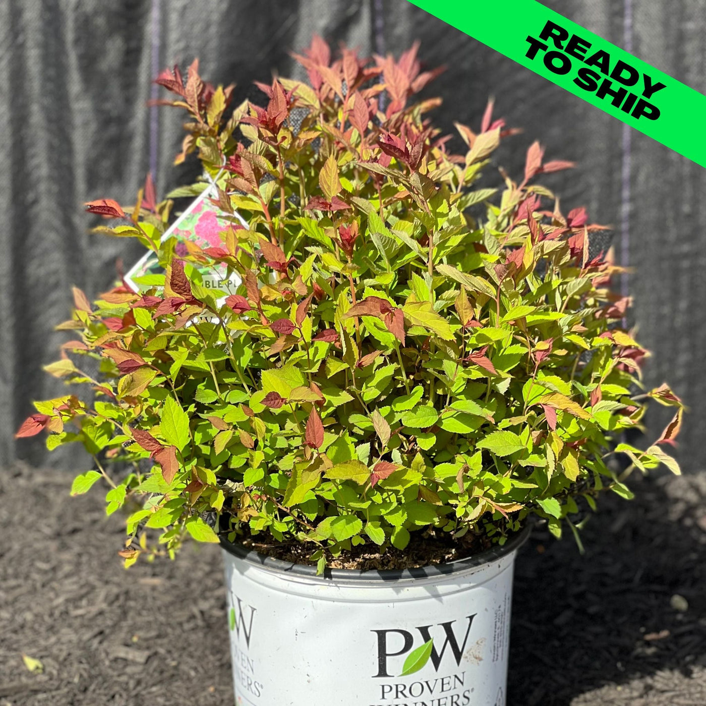 Double Play Doozie Spirea — Gardens of the World