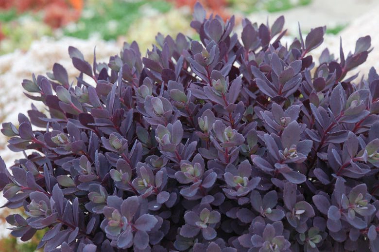 SunSparkler® Plum Dazzled Stonecrop