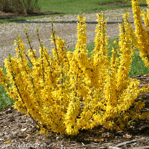 Show Off® Sugar Baby® Forsythia