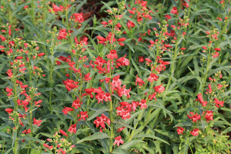 Red Riding Hood Beardtongue