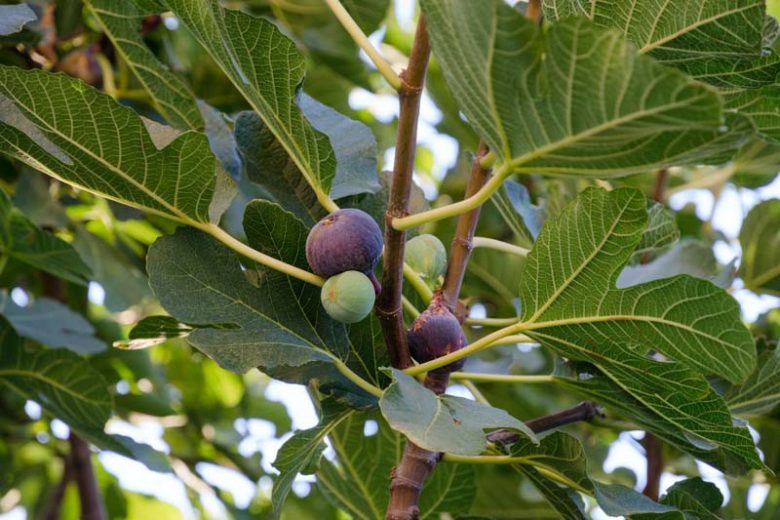 LSU Purple Fig Tree