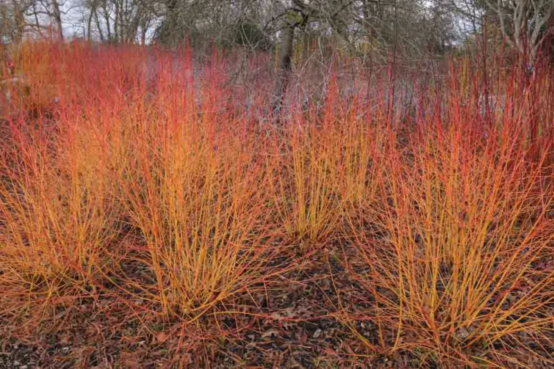 Midwinter Fire Dogwood