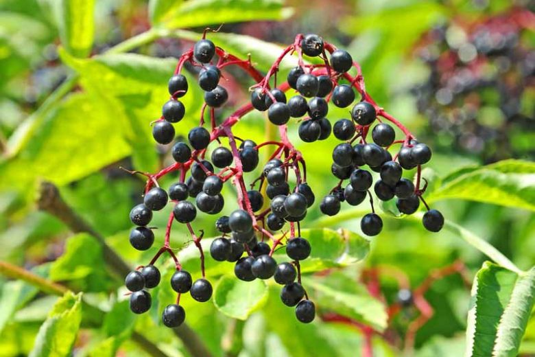 Wyldewood Elderberry - 3 Gallon (1.5-2ft) – Gardens of the World