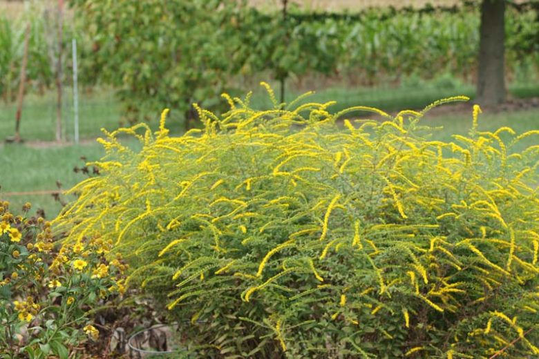 Fireworks Goldenrod (Entryway - May Planting)