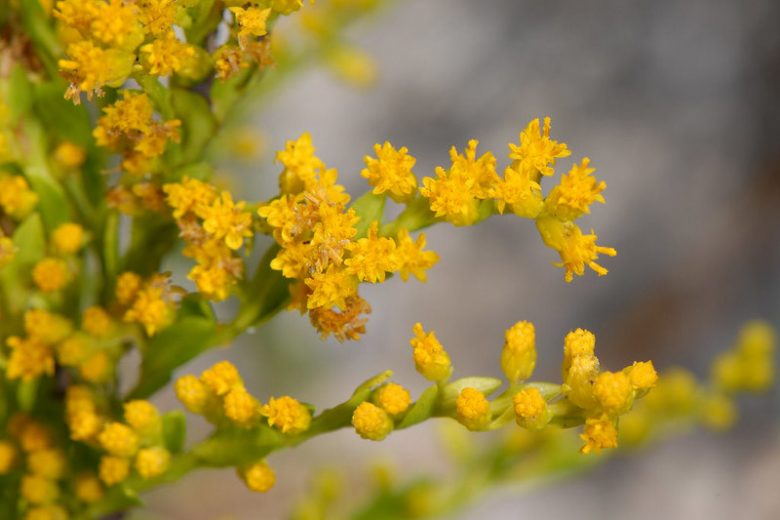 Seaside Goldenrod