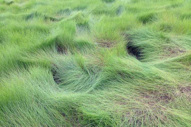 Saltmeadow Cordgrass