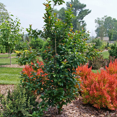 Starway to Heaven® Snowbell