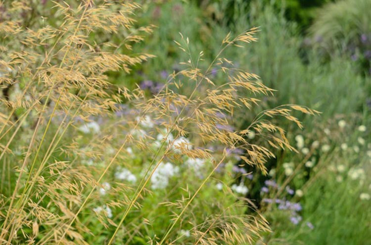 Giant Feather Grass