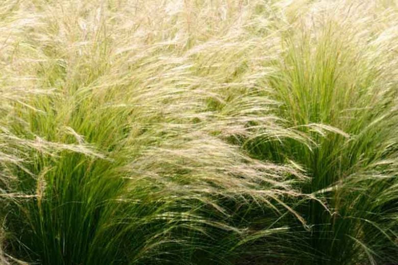 Ponytail Grass (Mexican Feather Grass)