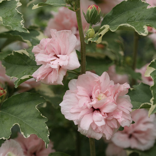Sugar Tip® Rose of Sharon