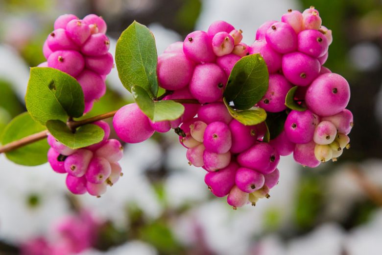 Candy Snowberry (Coralberry)