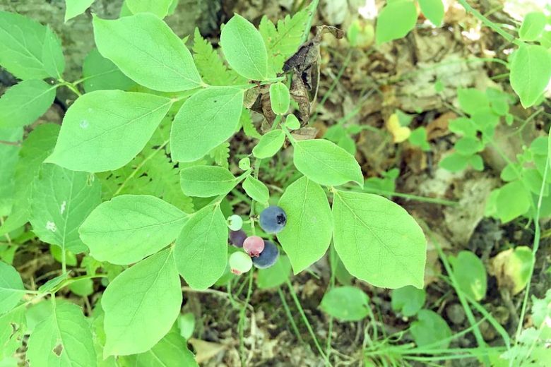 Lowbush Blueberry Bush