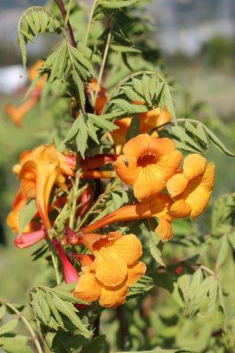 Orange Jubilee Trumpet Flower