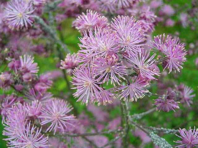 Meadow Rue