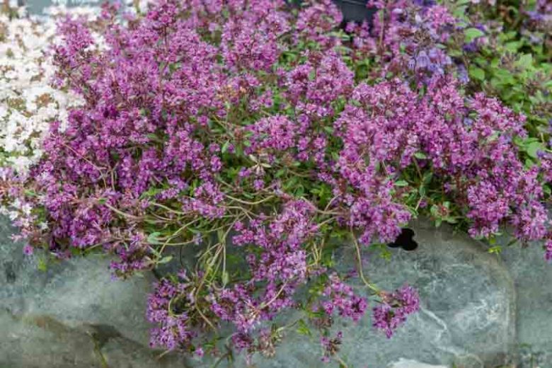 Red Creeping Thyme