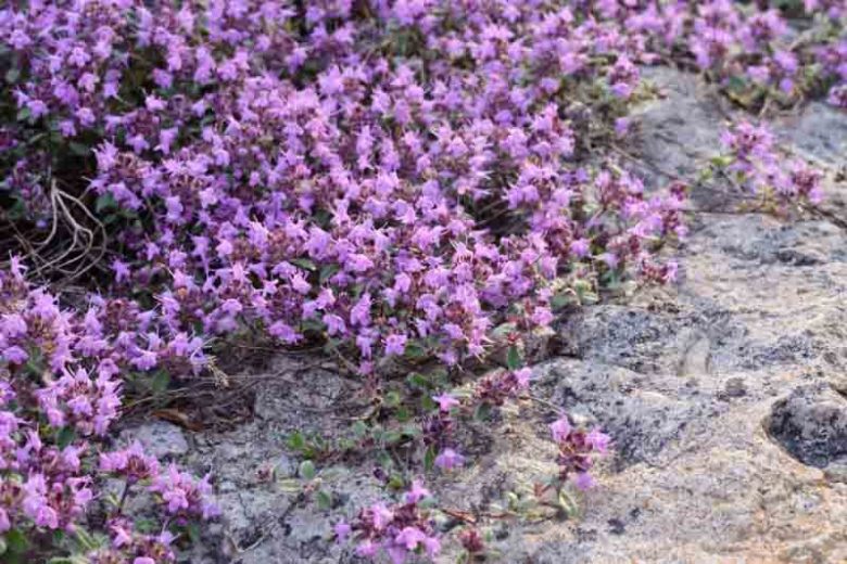 Woolly Thyme