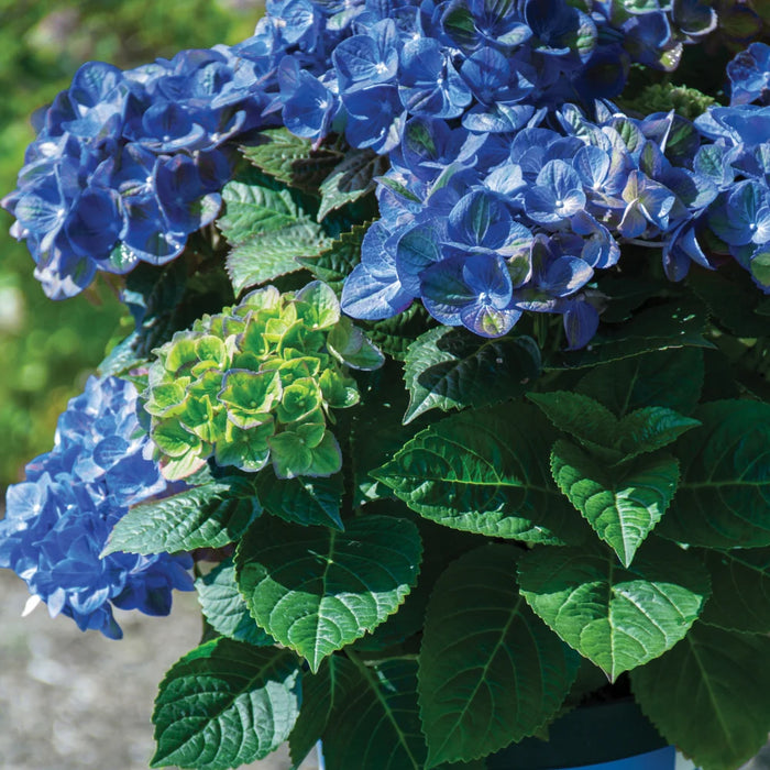 Tilt-A-Swirl® Bigleaf Hydrangea