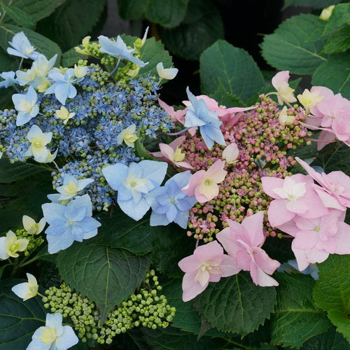 Tuff Stuff Ah-Ha Hydrangea