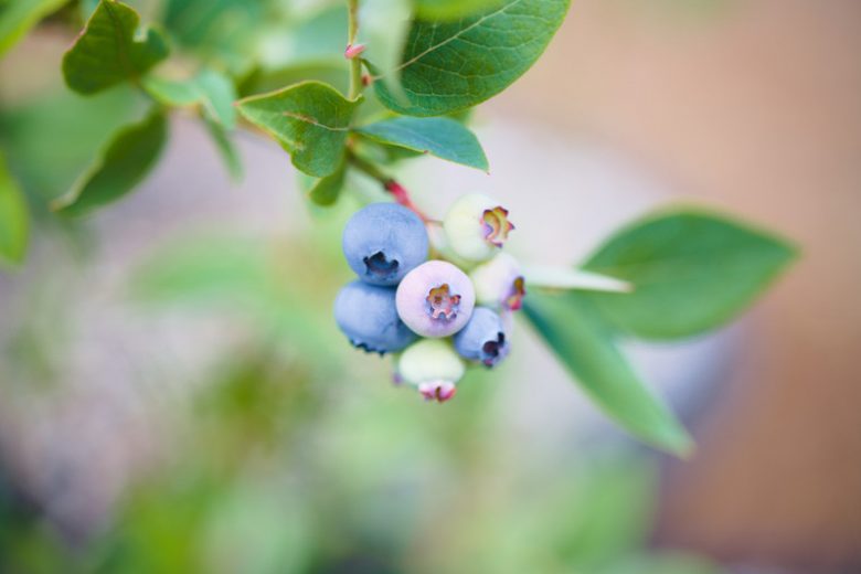 Elliott Blueberry