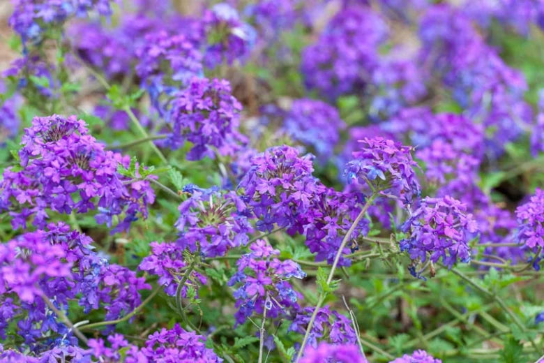 Homestead Purple Verbena