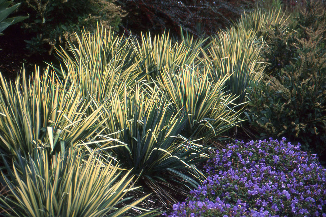 Golden Sword Yucca