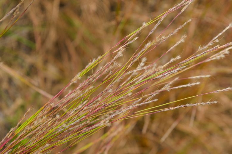 Little Bluestem Grass